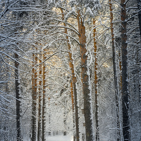Зимний лес запорошило снегом.